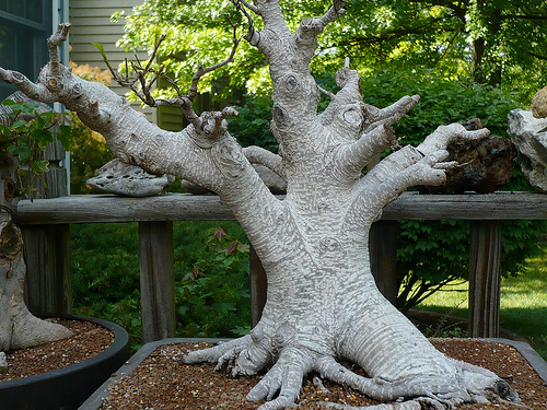 Cuban-laurel